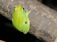 Sphaenorhynchus lacteus