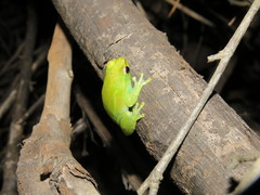 Sphaenorhynchus lacteus