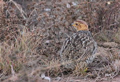 Campocolinus coqui coqui