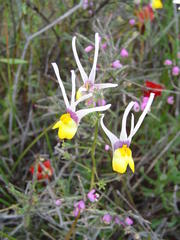 Nemesia cheiranthus