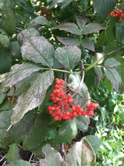 Sambucus racemosa