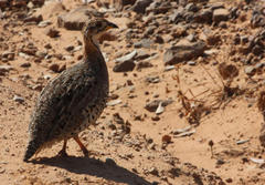 Campocolinus coqui coqui