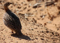 Campocolinus coqui coqui