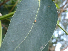 Eriococcus coriaceus