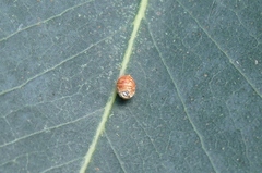 Eriococcus coriaceus