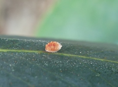 Eriococcus coriaceus