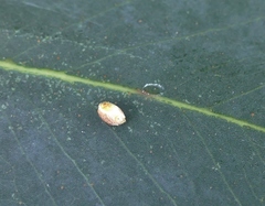 Eriococcus coriaceus