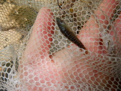 Etheostoma crossopterum
