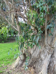 Eriococcus coriaceus