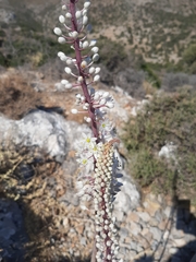 Drimia numidica