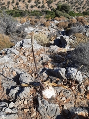 Drimia numidica