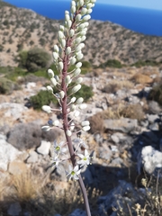 Drimia numidica