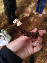 Marasmius bulliardii