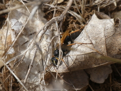 Cryptocheilus octomaculatus