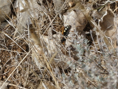 Cryptocheilus octomaculatus