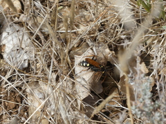 Cryptocheilus octomaculatus