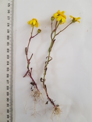 Senecio littoreus hispidulus