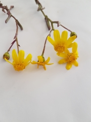 Senecio littoreus hispidulus