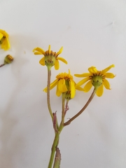 Senecio littoreus hispidulus