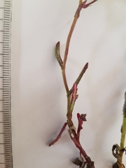 Senecio littoreus hispidulus