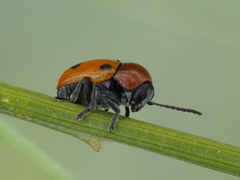 Cryptocephalus pominorum