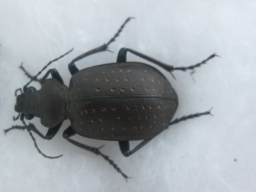 Calosoma investigator