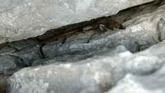 Dinarolacerta mosorensis