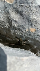 Dinarolacerta mosorensis