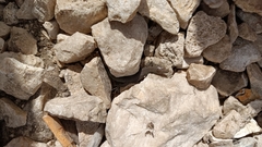 Dinarolacerta mosorensis