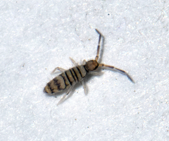 Entomobrya nigrocincta
