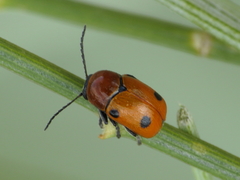 Cryptocephalus pominorum