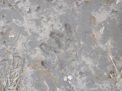 Hydrochoerus hydrochaeris