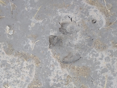 Hydrochoerus hydrochaeris