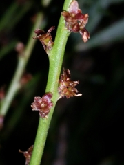 Daviesia nudiflora