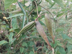 Vincetoxicum auriculatum