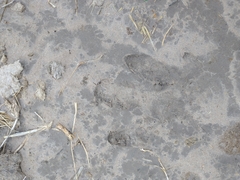 Hydrochoerus hydrochaeris