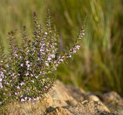 Muraltia juniperifolia