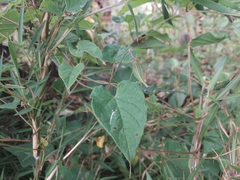 Vincetoxicum auriculatum