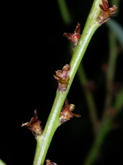 Daviesia nudiflora