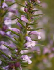 Muraltia juniperifolia