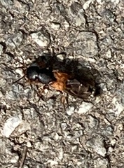 Platydracus stercorarius