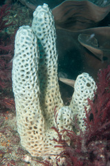 Holopsamma laminaefavosa