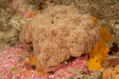 Dendronephthya australis