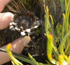 Protea tenax