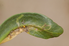 Liriomyza brassicae