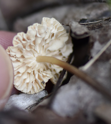 photo of Horsehair Fungus (Gymnopus androsaceus)