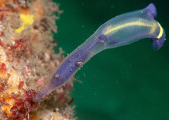 Clavelina meridionalis