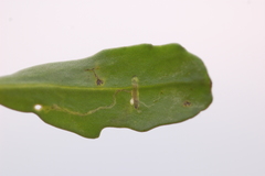 Liriomyza brassicae