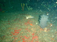 Parapercis robinsoni