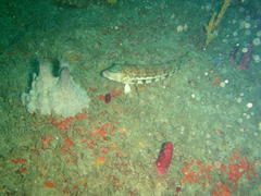 Parapercis robinsoni